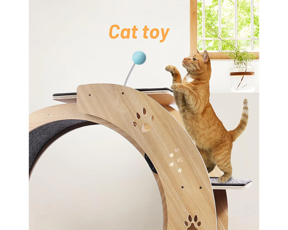 Cat Wheel Exercise - Image 3